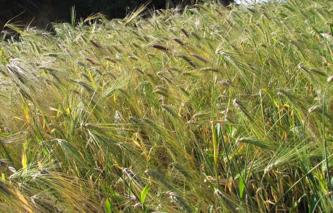 Barley Tibetan