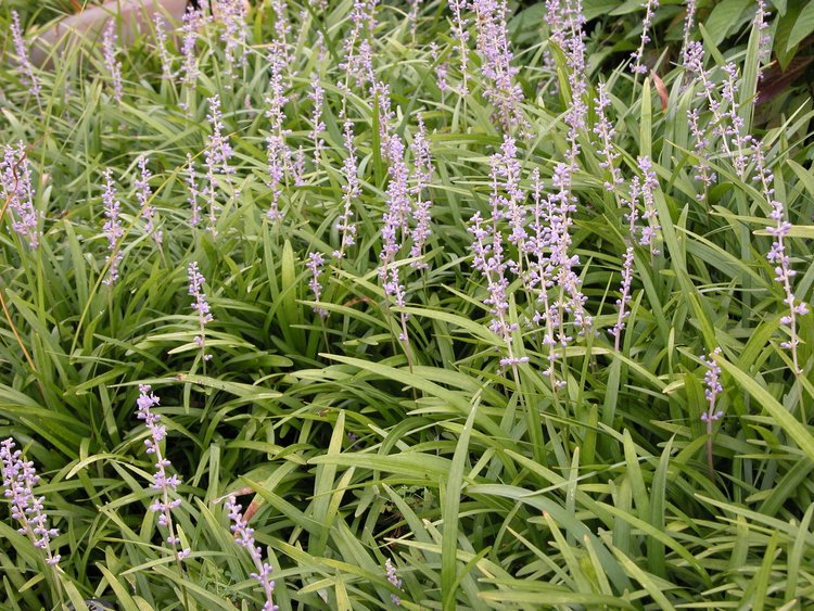 Liriope, Monkey Grass Porcupine
