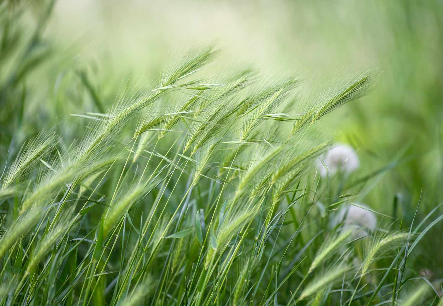 Rye Grass Dandy