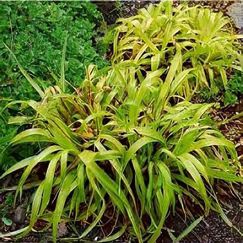 Greater Wood Rush Solar Flair