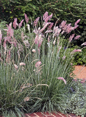 Ruby Grass, Bristle-leaved Redtop Pink Champagne