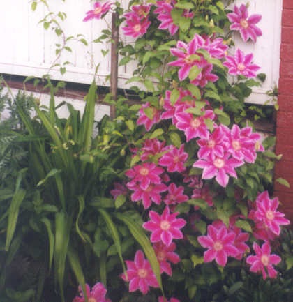 Clematis, Early Large-flowered Clematis Nelly Moser