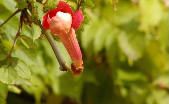 Campsis, Trumpet Vine, Trumpet Creeper Madame Galen