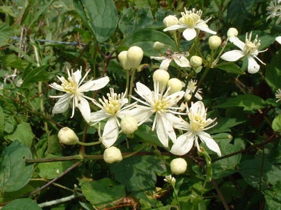 Clematis Species, Devils Darning Needles, Virgins Bower