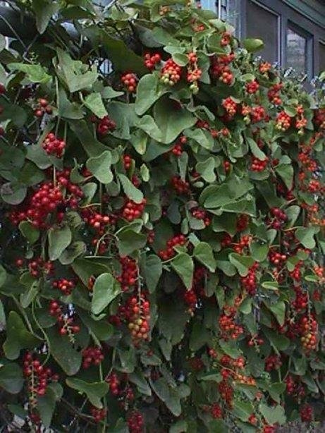 Carolina Moonseed, Carolina Snailseed, Coralbead