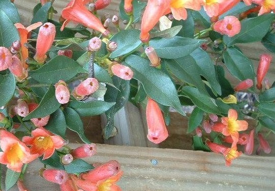 Bignonia, Cross Vine, Crossvine, Trumpet Flower Tangerine Beauty