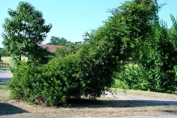 Ampelopsis Species, Cow Itch, Peppervine, Pepper Vine
