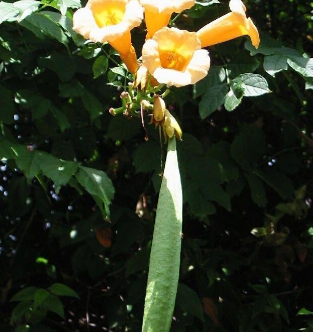 Campsis, Yellow Trumpet Vine, Yellow Trumpet Creeper Flava