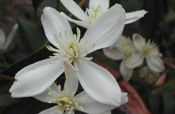 Clematis Species, Armands Clematis, Evergreen Clematis