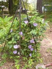Centrosema Species, Spurred Butterfly Pea