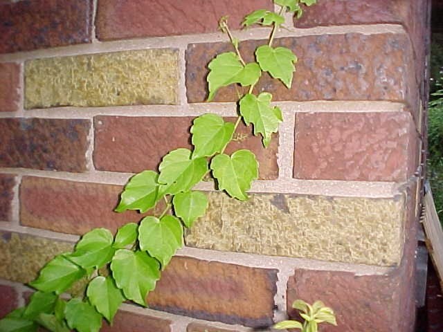 Parthenocissus Species, Japanese Creeper, Boston Ivy