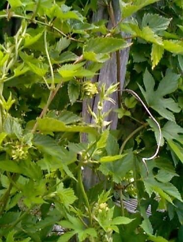 Hops Aureus