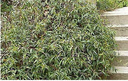 Gelsemium, Carolina Jessamine Margarita