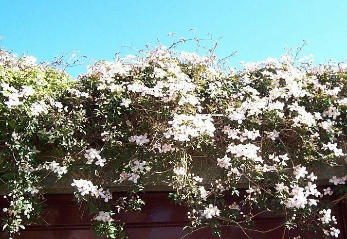 Clematis Species, Virgins Bower