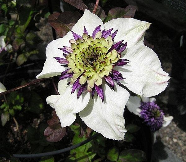 Clematis Species, Passion Flower Clematis