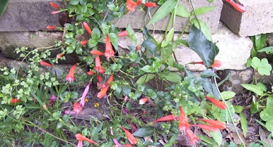 Brazilian Firecracker Vine