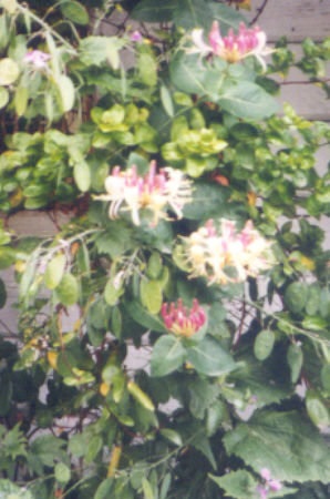 Lonicera Species, Honeysuckle, Late Dutch Honeysuckle, Woodbine
