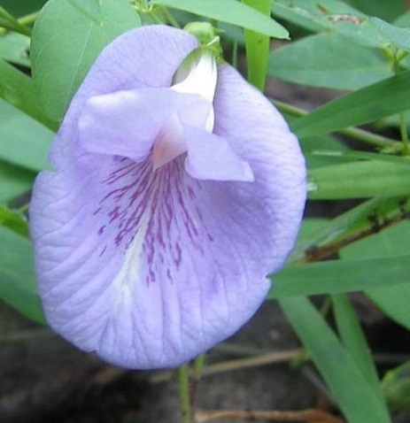 Clitoria Species, Butterfly Pea Vine, Pigeon Wing
