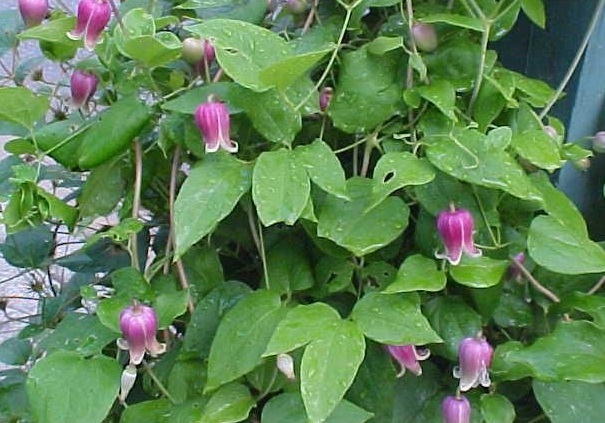 Clematis Species, Bluebill, Vase Vine, Leather Flower