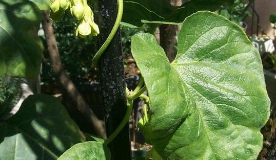 Telosma Species, Pakalana Vine, Tonkin Jasmine, Cowslip Creeper