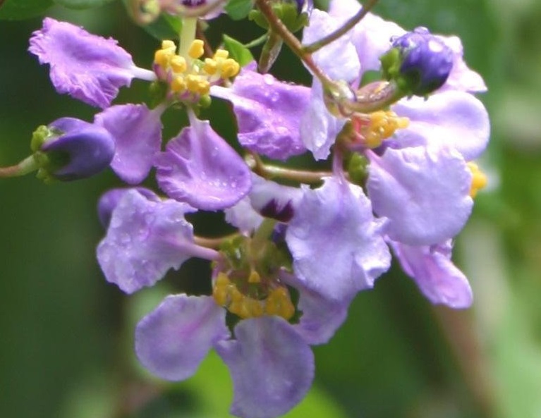 Lavender Orchid Vine, Blue Orchid Vine