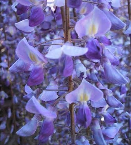 Wisteria, Japanese Wisteria, Kyushaku Wisteria Longissima