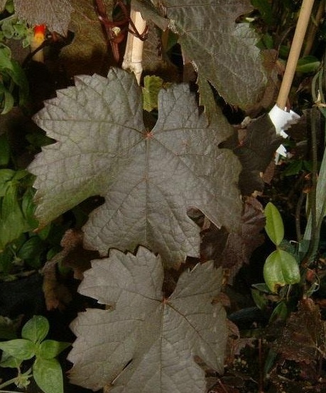 Wine Grape Purpurea
