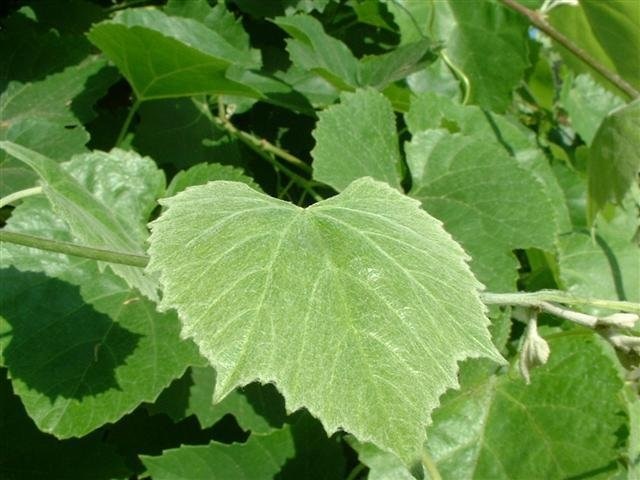 California Manroot, Wild Cucumber, Bigroot