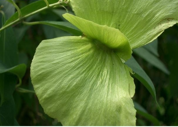 Stigmaphyllon Spieces, Butterfly Vine, Orchid Vine
