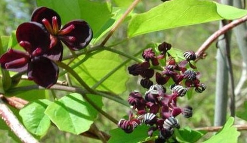 Akebia Species, Chocolate Vine, Three-Leaf Chocolate Vine