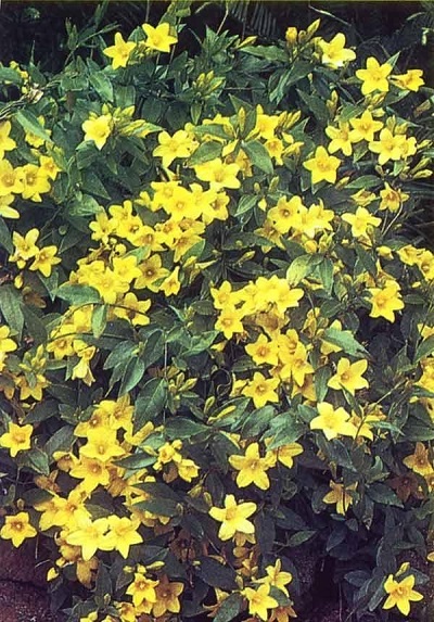 Gelsemium Species, Rankins Jessamine, Rankins Trumpetflower, Swamp Jessamine