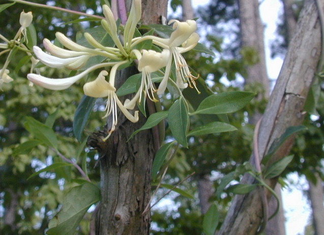 Lonicera, Honeysuckle, Late Dutch Honeysuckle, Woodbine Graham Thomas