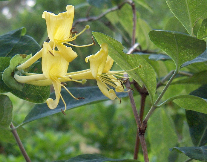 Lonicera Species, Chinese Honeysuckle