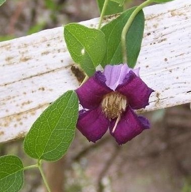 Clematis Species, Pitchers Leather Flower, Bluebill