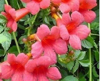 Campsis, Trumpet Vine, Trumpet Creeper Minnesota Red