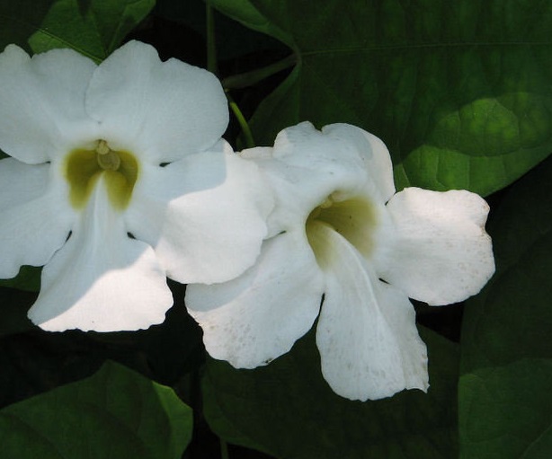 Thunbergia, Bengal Clock Vine, White Sky Vine Alba