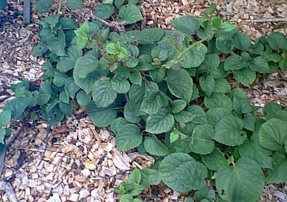 Hydrangea Species, Japanese Climbing Hydrangea