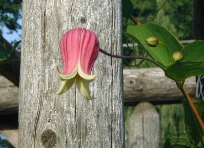 Clematis Species, Scarlet Clematis, Texas Clematis, Leatherflower