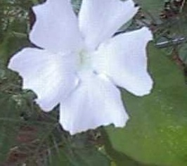 Thunbergia Species, White Lady, Sweet Clock-Vine