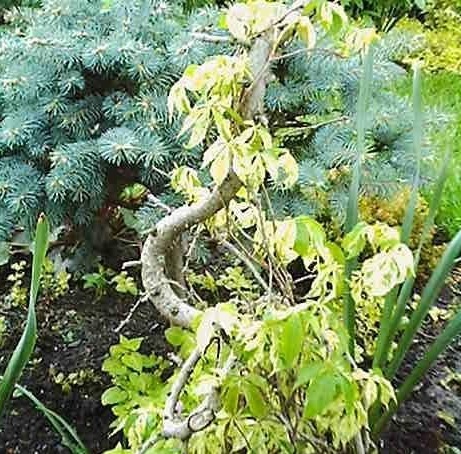 Parthenocissus, Variegated Virginia Creeper, Woodbine Variegata