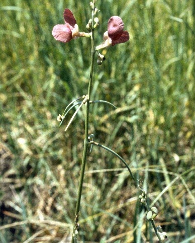 Macroptilium Species, Phasey Bean, Cow Pea, Wild Bean