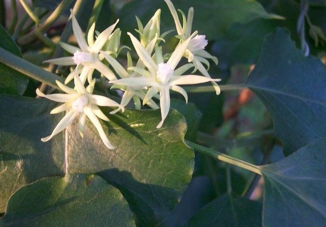 Araujia Species, Strangler Vine, Latex Plant
