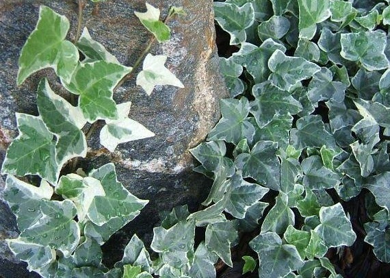 English Ivy, Common Ivy Glacier