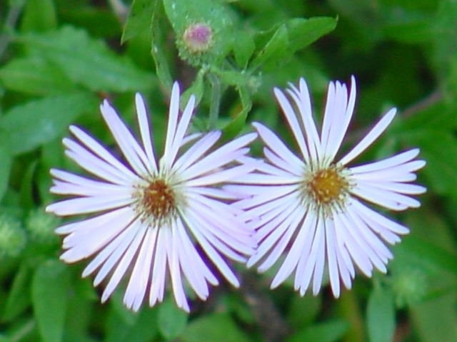 Symphyotrichum Species, Climbing Carolina Aster, Wild Aster