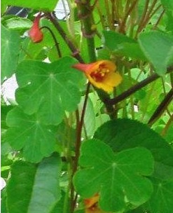 Mashua, Perennial Nasturtium