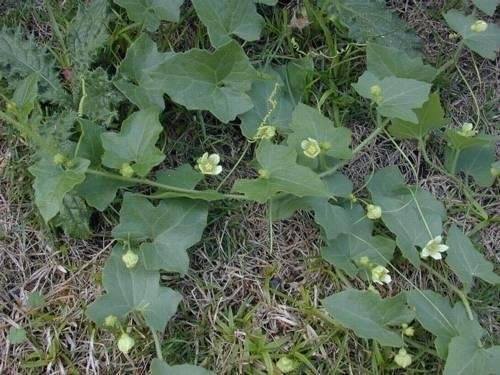 Bryonia Species, White Bryony, Wild Hops, White Turnip