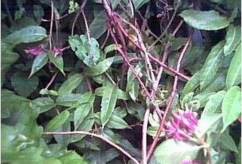 Lonicera Species, Henrys Honeysuckle