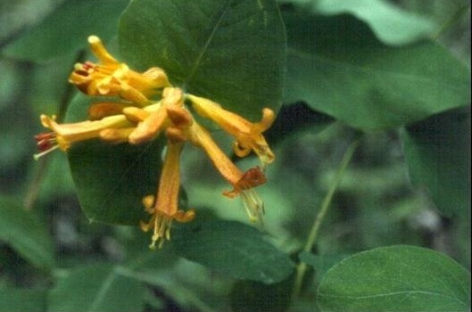 Lonicera Species, Orange Honeysuckle