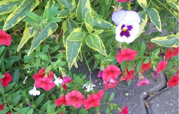Variegated Potato Vine Variegata