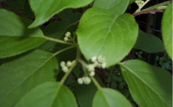 Bower Actinidia, Hardy Kiwi, Tara Vine, Yang Tao